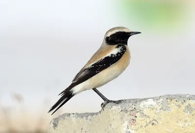 Desert wheatear