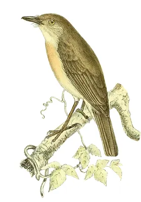Common Newtonia
