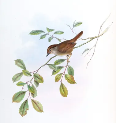 Dusky Fulvetta