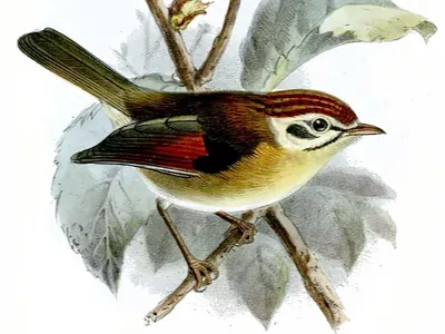 Rufous-winged Fulvetta