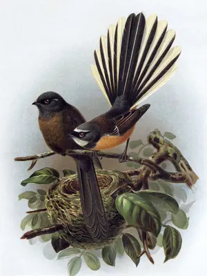 New Zealand Fantail