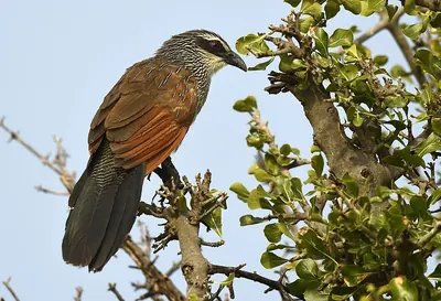 White-browed Coucal