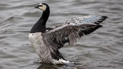 Barnacle Goose
