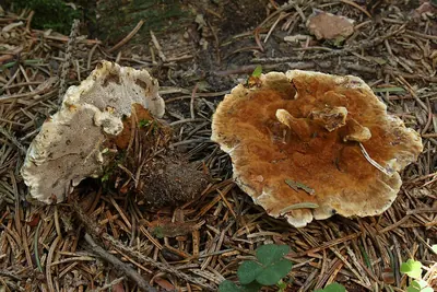 Onnia tomentosa
