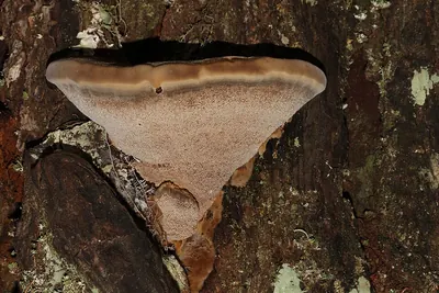 Onnia circinata