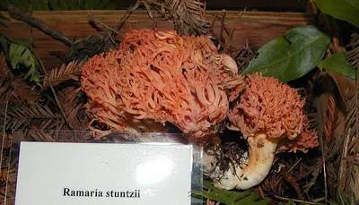 Ramaria stuntzii