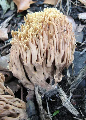 Ramaria formosa
