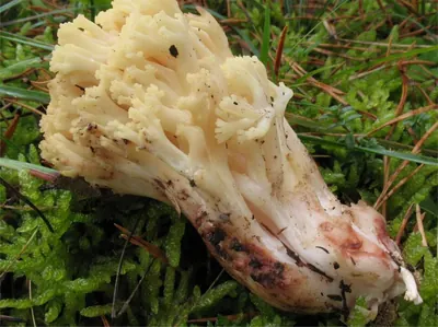 Ramaria sanguinea