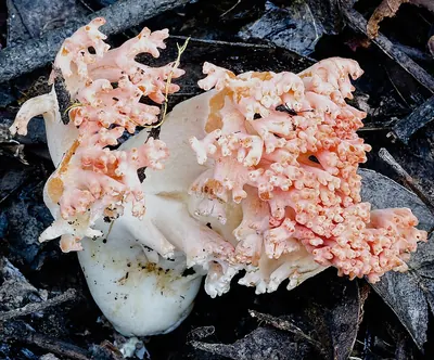 Ramaria botrytoides
