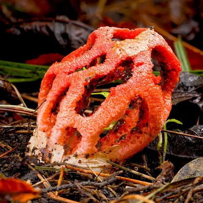 Clathrus ruber