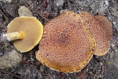 Suillus lakei
