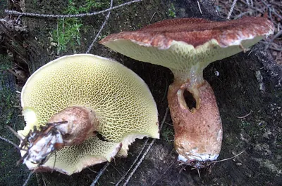 Suillus cavipes