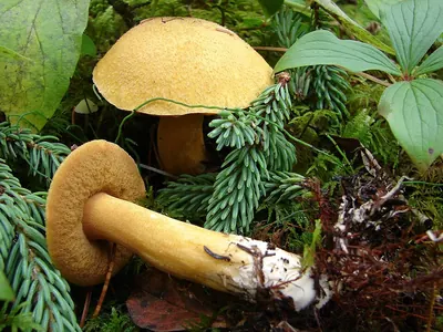 Suillus tomentosus