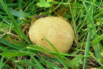 Scleroderma areolatum