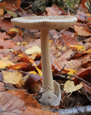 Amanita vaginata