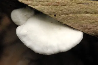 Crepidotus mollis