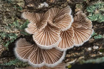 Splitgill