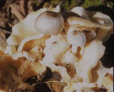 Volvariella surrecta