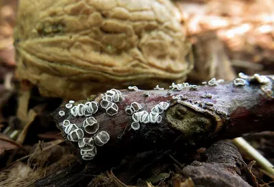 Lachnella alboviolascens