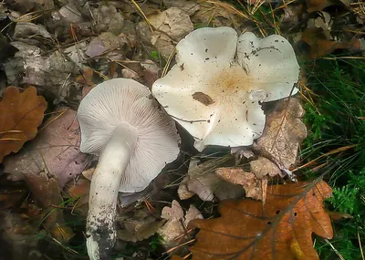 Tricholoma columbetta