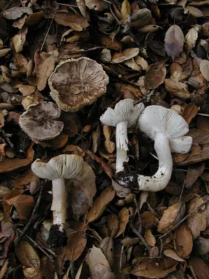 Tricholoma argyraceum