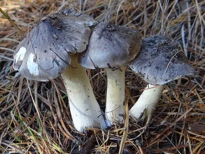 Tricholoma portentosum