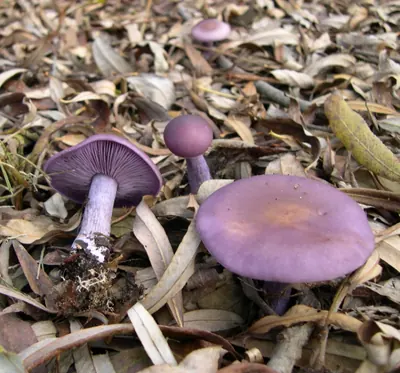 Wood blewit