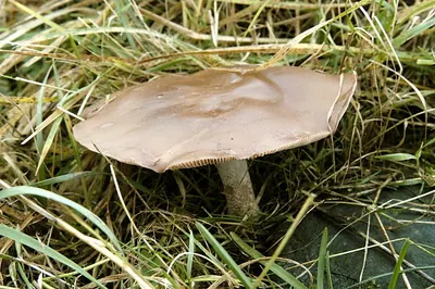 Melanoleuca brevipes