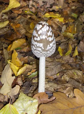 Coprinopsis picacea