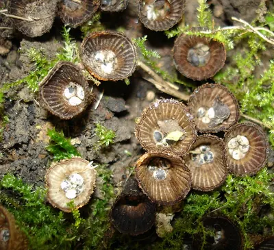 Fluted bird's nest