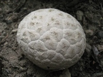 Calbovista subsculpta