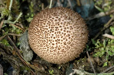 Lycoperdon nigrescens