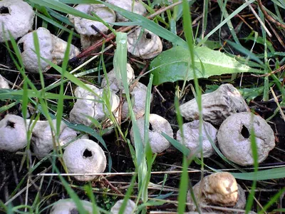 Lycoperdon atropurpureum