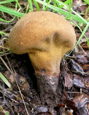 Lycoperdon molle