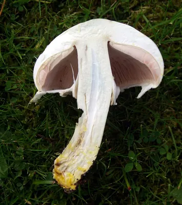 Yellow-staining mushroom