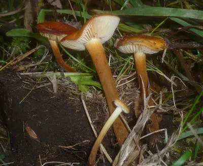 Flammulina ononidis