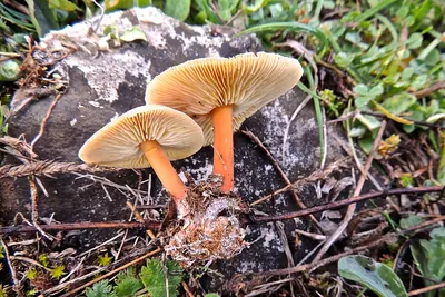 Gymnopus ocior