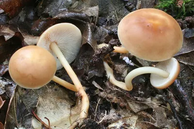 Gymnopus dryophilus