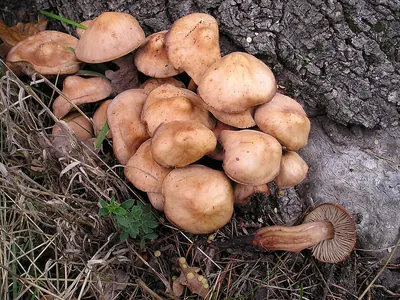 Gymnopus fusipes