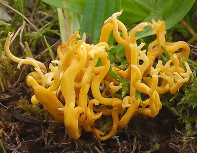 Clavulinopsis corniculata
