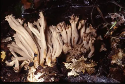 Clavulinopsis umbrinella