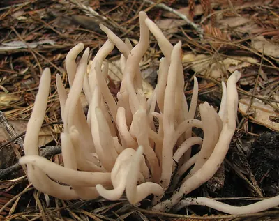 Clavaria fumosa