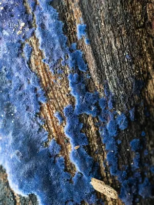 Terana coerulea