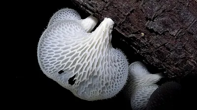 Favolus tenuiculus