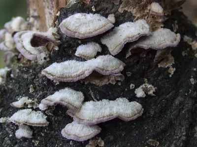 Trichaptum fuscoviolaceum