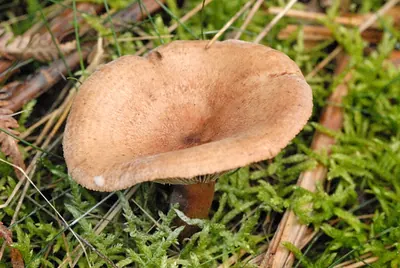 Fenugreek milkcap