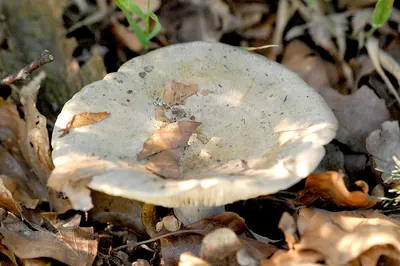 Pale milkcap