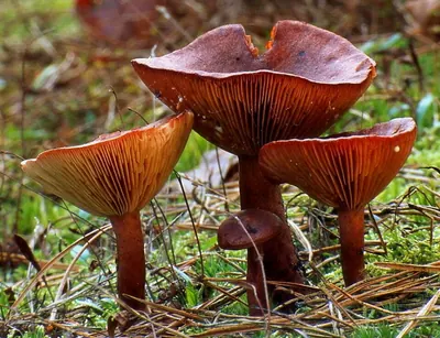 Rufous Milkcap