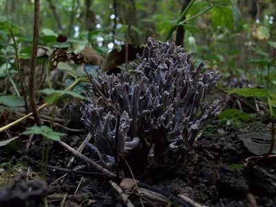 Clavulina cinerea