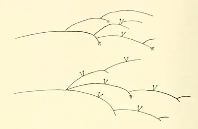Absidia glauca